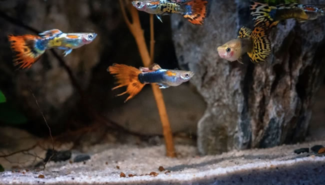 孔雀鱼之迷人魅力与饲养挑战：专业宠物玩家的指南 凤尾鱼/孔雀鱼