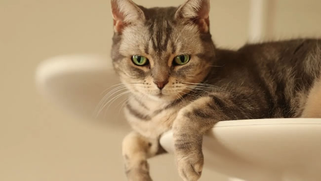 为什么猫咪会盯着你看？猫咪独特的凝视行为 猫咪